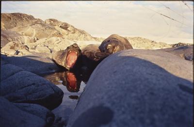 Aventuras de Igor na Antártida