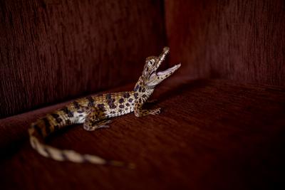 Jacaré do Papo Amarelo
