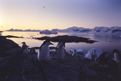 Aventuras de Igor na Antártida