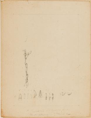 A Pogoniossis Itatiayaensis Barb. Rodr.