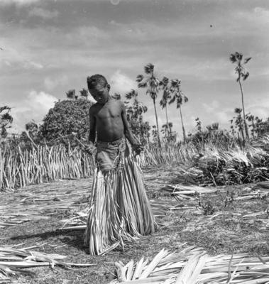 Extração e produção da Carnaúba