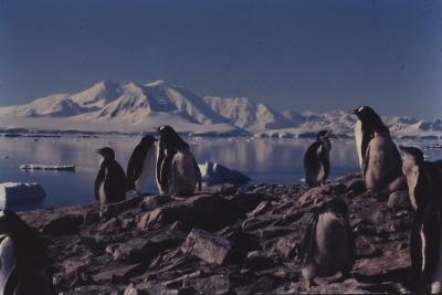 Pinguins