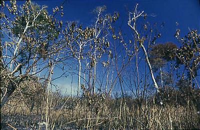 Série Xingu - Aspectos da natureza
