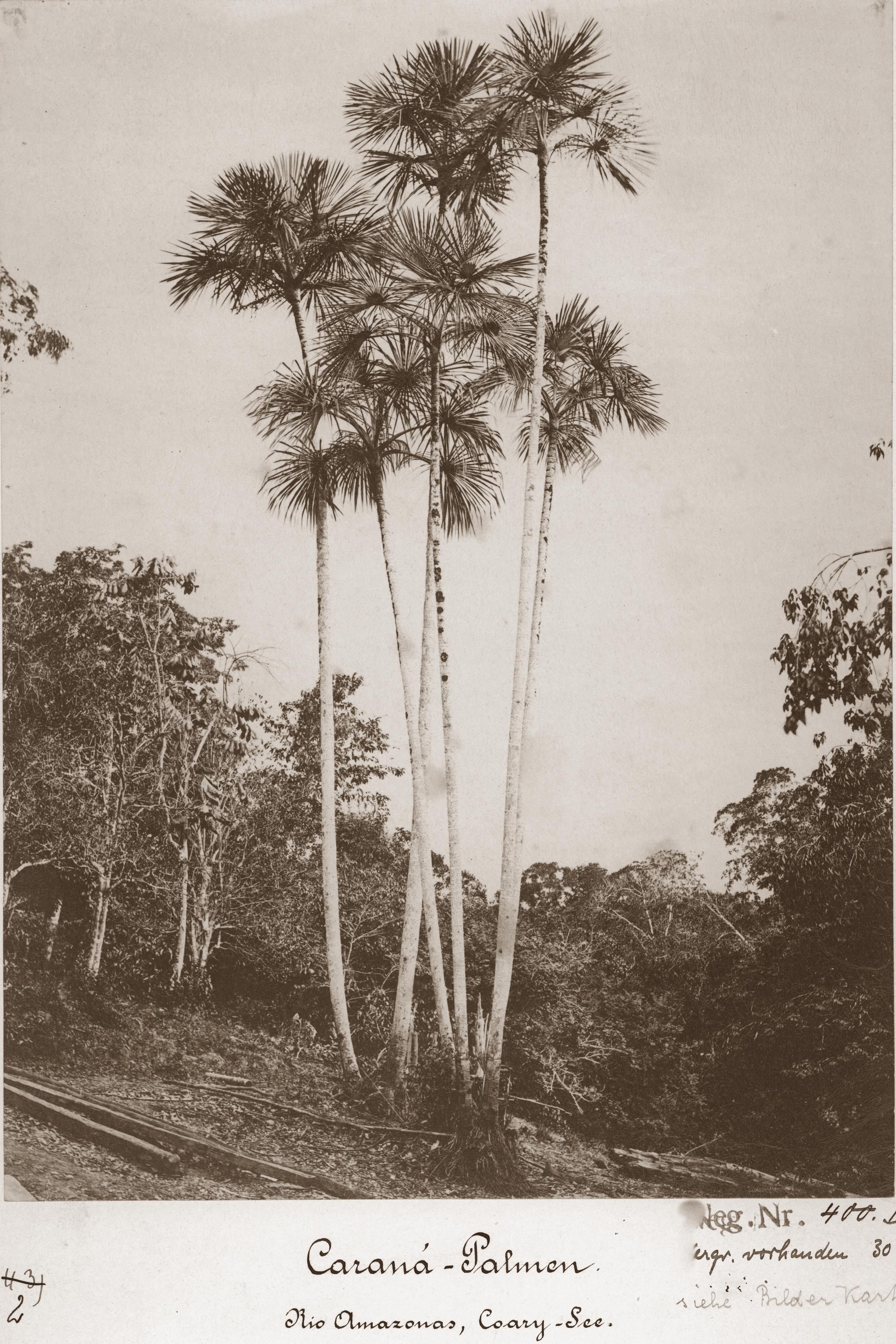 Palmeira Caranã - Mauritia carana