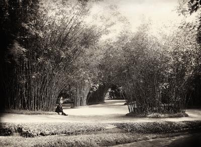 Bambus - Jardim Botânico