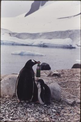 Garrafa de Guaraná Antarctica em meio aos pinguins