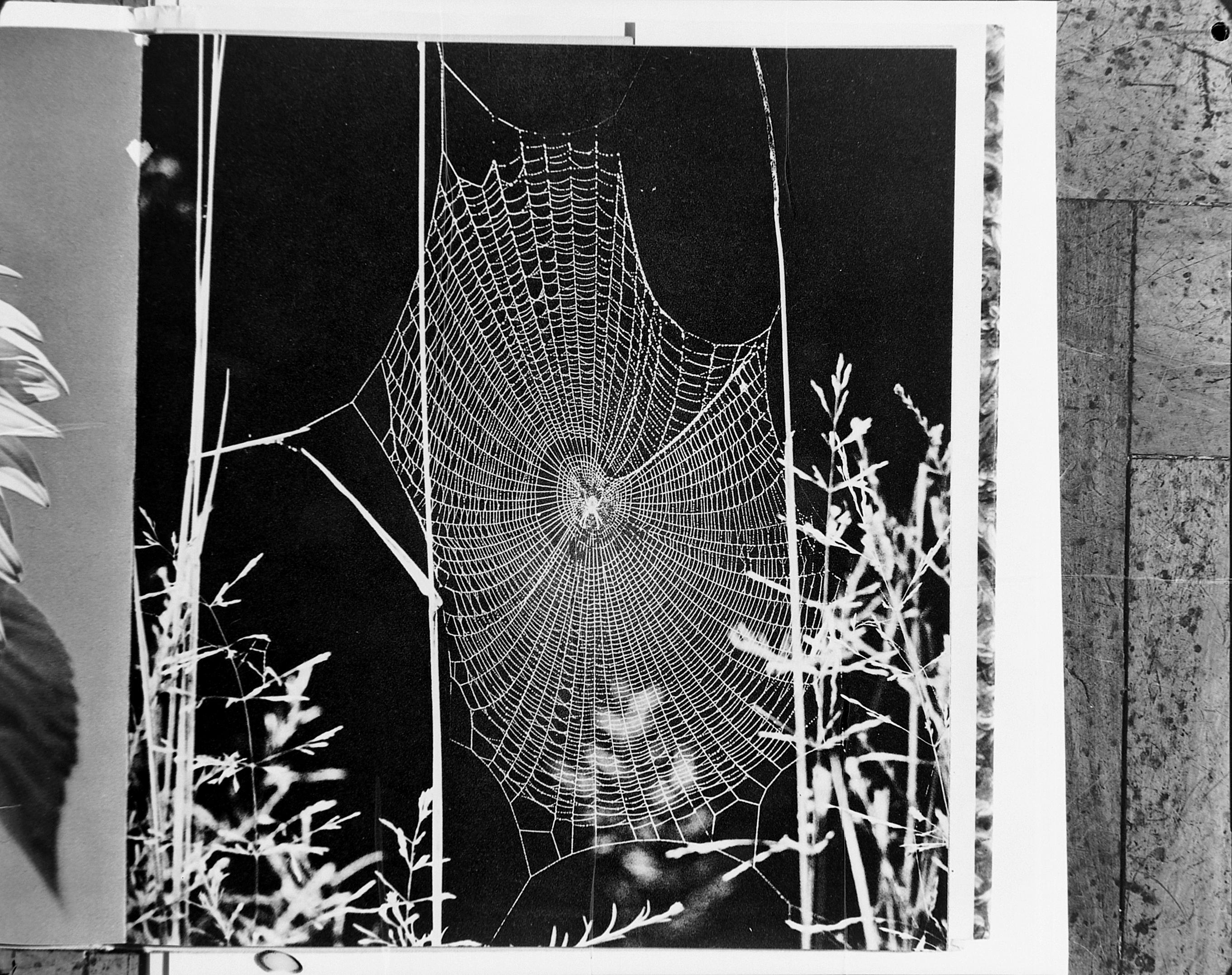 João Xavier - teia de aranha (reprodução)