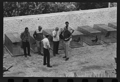 Galos usados para briga de galos