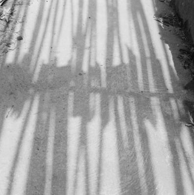 Sítio Burle Marx - sombra