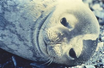 Aventuras de Igor na Antártida