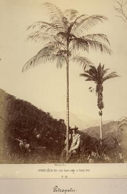 Euterpe oleracea (açaí)