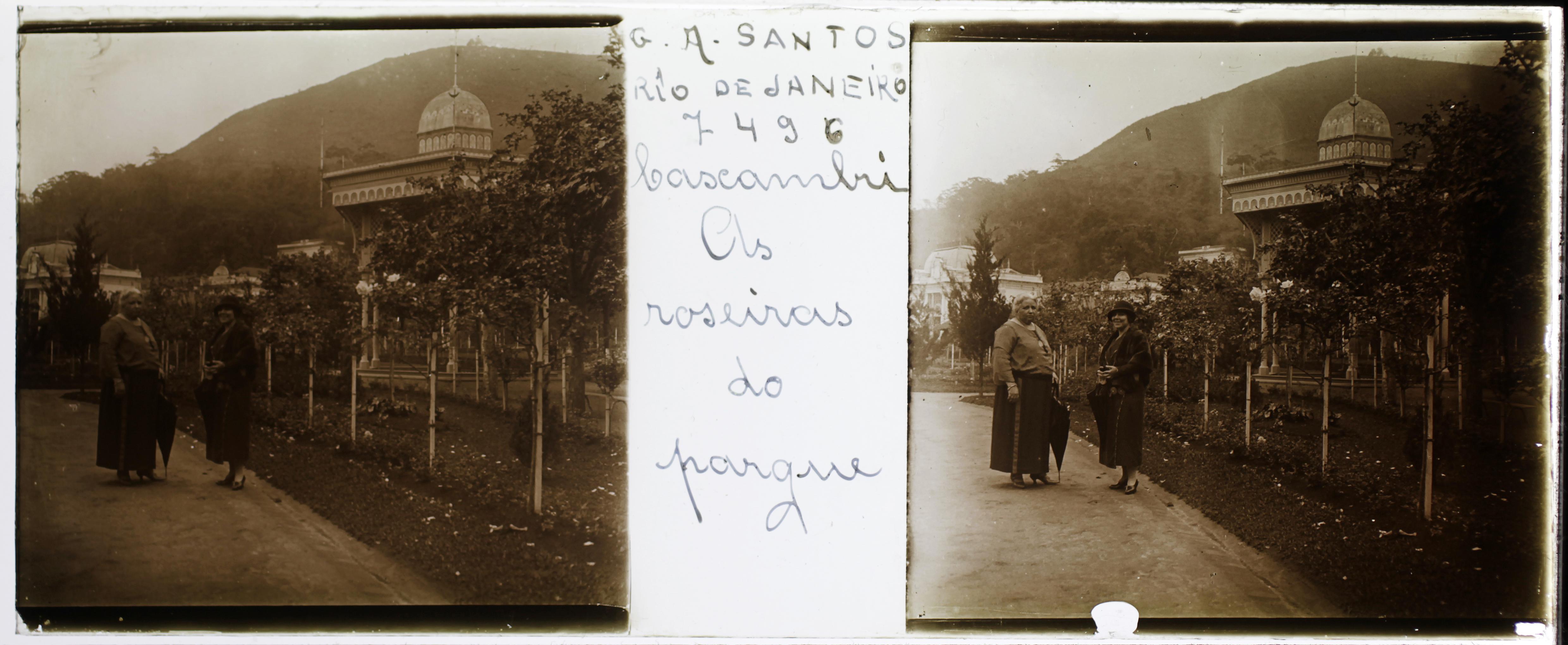 As roseiras do parque