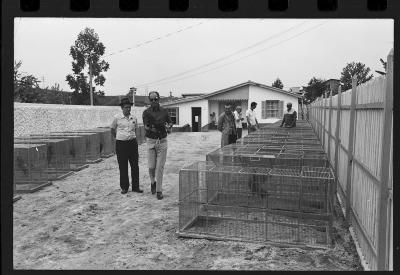 Galos usados para briga de galos