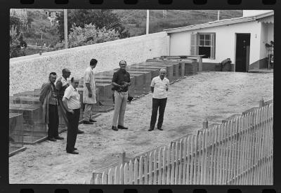 Galos usados para briga de galos