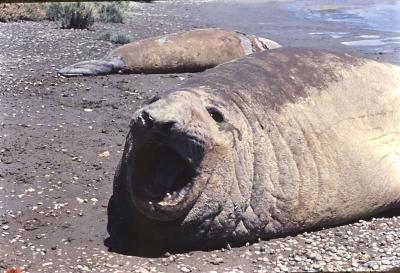 Aventuras de Igor na Antártida