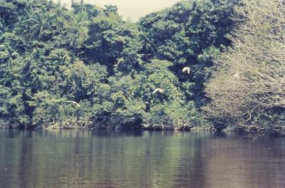Expedição Pico da Neblina