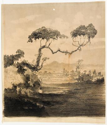 (Figueira em pleno Mato do Rio Grande do Sul)