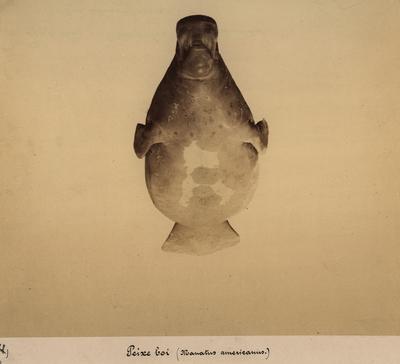 Peixe boi (Manatus americanus)