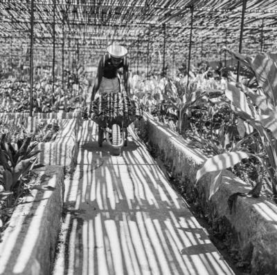 Funcionário do Sítio Burle Marx