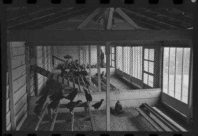 Galos usados para briga de galos