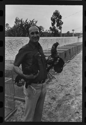 Galos usados para briga de galos