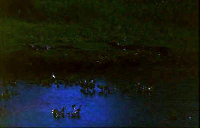 Série Amazonas - Vegetação