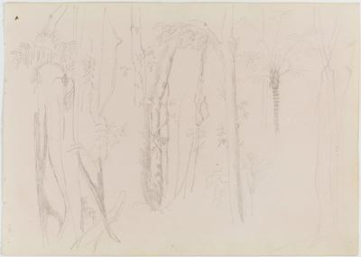 [Estudo de árvores e palmeiras]