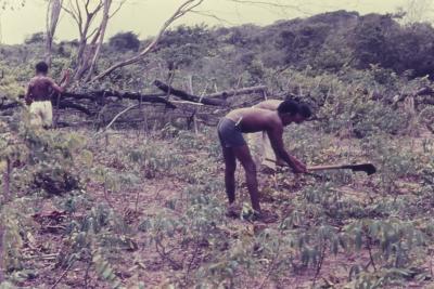 Roça no quilombo de Sibaúma