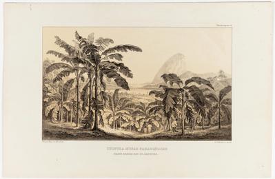 (Cultivo de musa paradisíaca [bananeiras] perto da cidade do Rio de Janeiro)