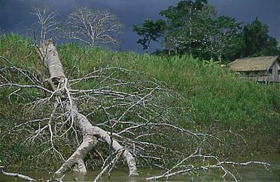 Série Amazonas - Vegetação