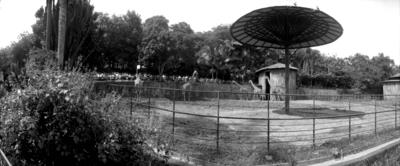 Girafas no Jardim Zoológico