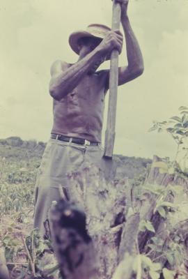 Roça no quilombo de Sibaúma