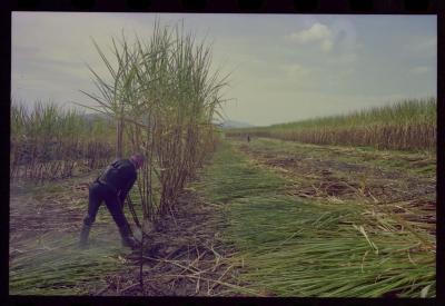 Produção de filme institucional sobre usinas de açúcar