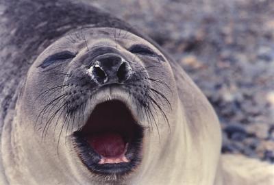 Aventuras de Igor na Antártida