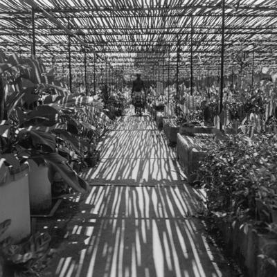 Funcionário do Sítio Burle Marx