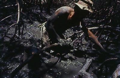 Série Caranguejeiras - Catador de caranguejo