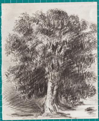 Mango Tree by Moonlight - ½ past 6. Tijuca 7th April 1854