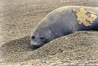 Aventuras de Igor na Antártida