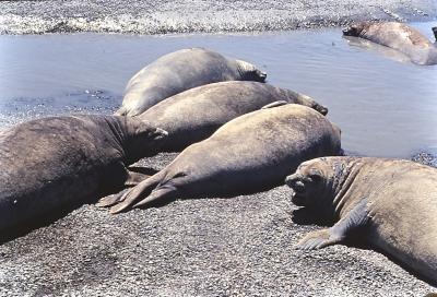 Aventuras de Igor na Antártida