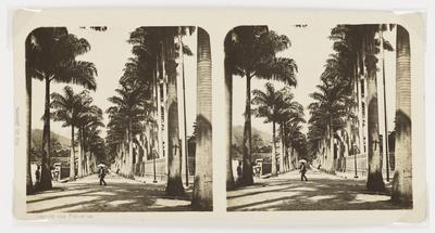 Aleia das Palmeiras Imperiais