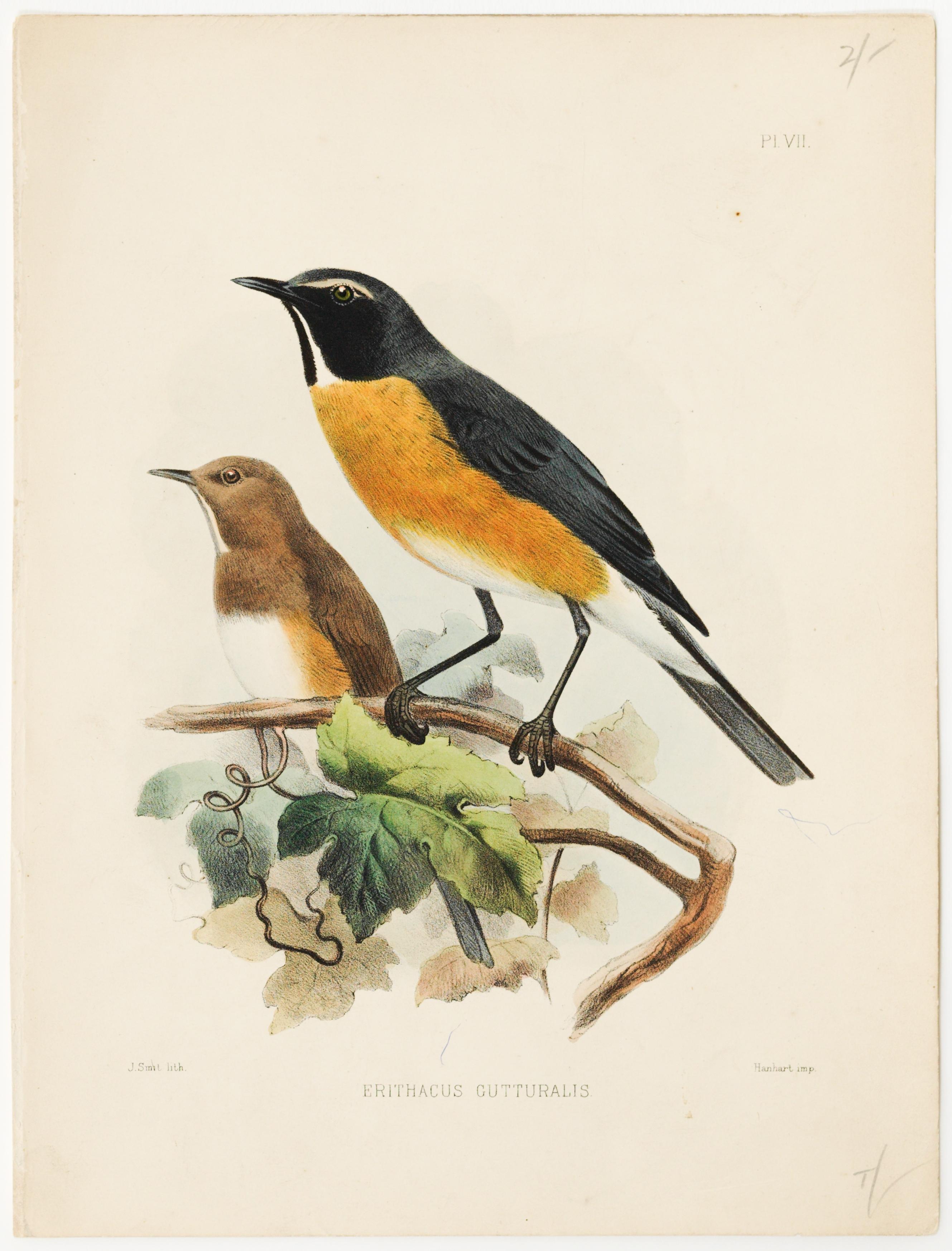 Erithacus Gutturalis