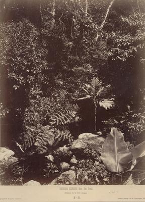 Genoma elegans (palmeira de floresta virgem ou palmeira guaricana)