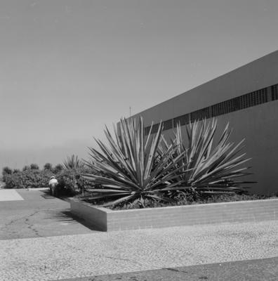 Cidade Universitária, projeto de Jorge Machado Moreira e Burle Marx