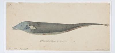 Sternarchus Florencii M.