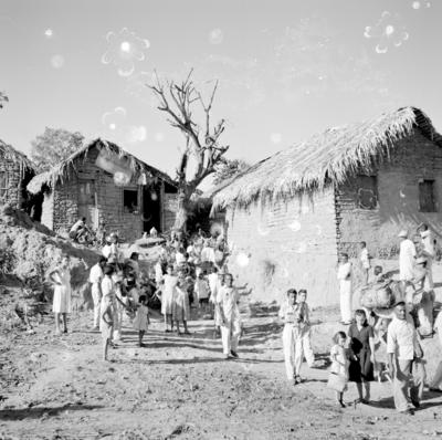 Bumba meu boi, festa popular