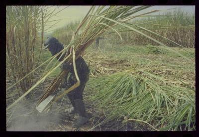 Produção de filme institucional sobre usinas de açúcar