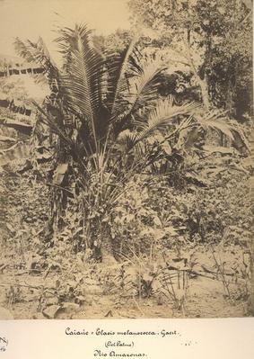 Caiaué (dendê-do-Pará)