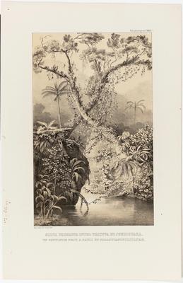 (Floresta primária entre Ubatuba e Jundiquara, nos limites entre a Província de São Paulo e São Sebastião [do Rio de Janeiro])