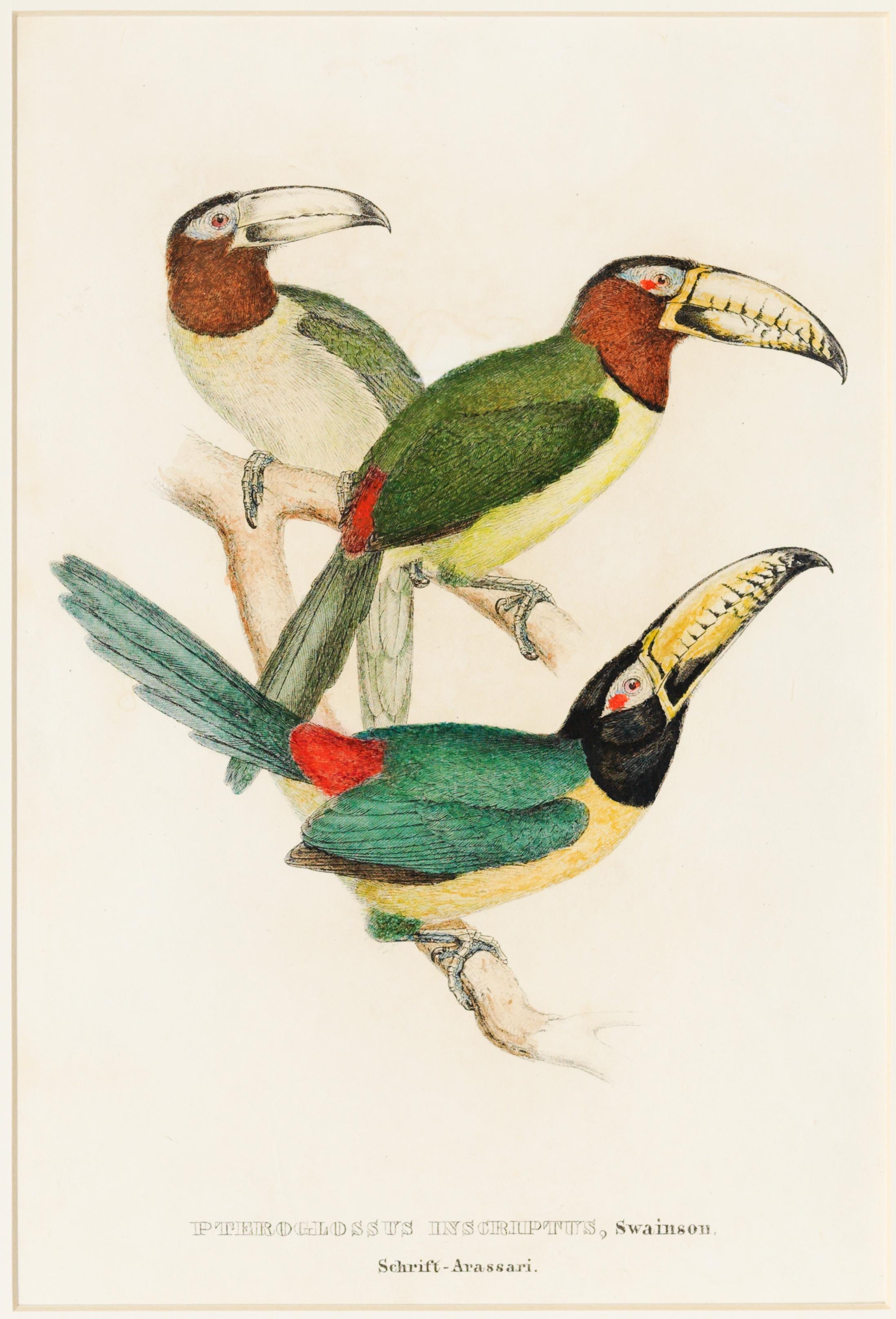 Pteroglossus inscriptus, Swainson. Schrift-Arassari