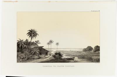 (Tremedal ou prado flutuante perto de Alcântara, na Província do Maranhão)